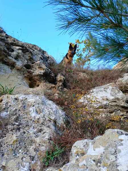 click for enlarge 960 X 1280 134.2 Kb