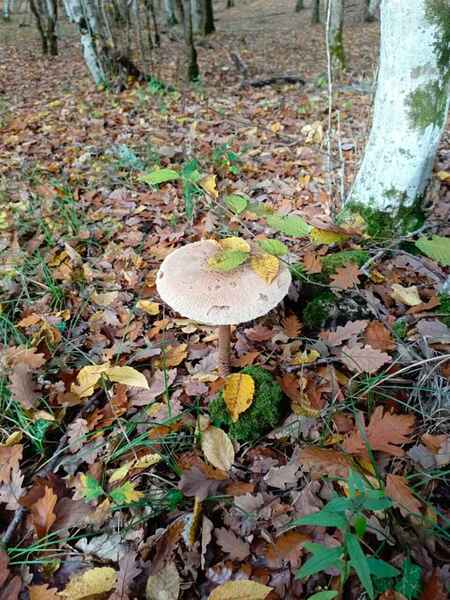 click for enlarge 960 X 1280 133.6 Kb