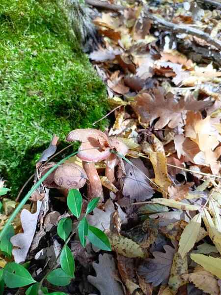 click for enlarge 960 X 1280 112.2 Kb