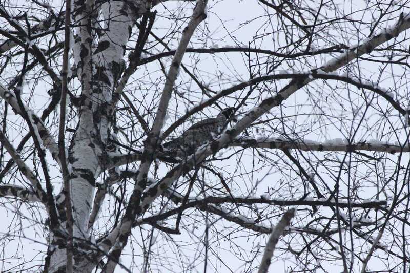 click for enlarge 1920 X 1280 272.1 Kb