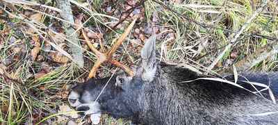 click for enlarge 1920 X 864 261.2 Kb