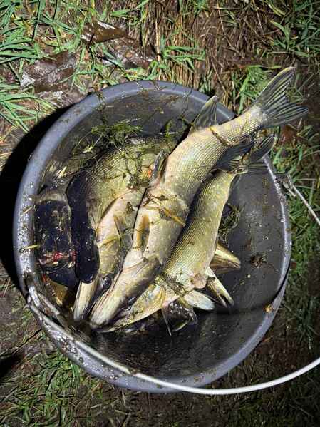 click for enlarge 1280 X 1707 223.3 Kb