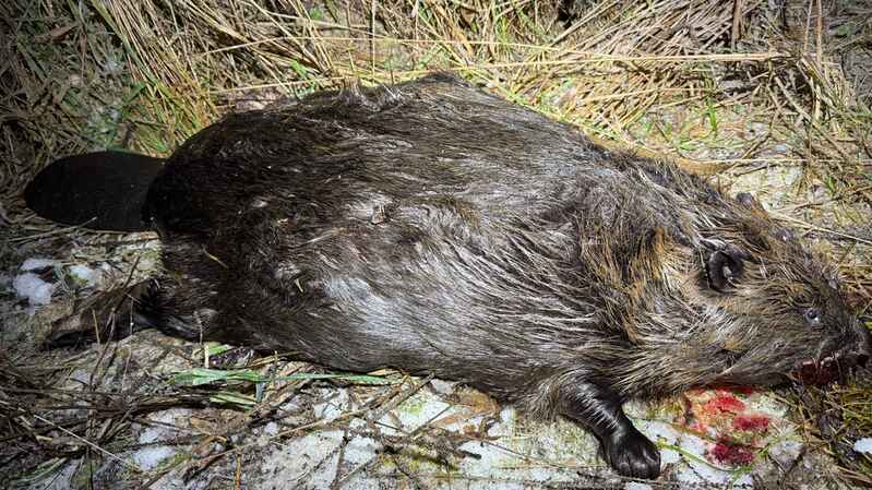 click for enlarge 1920 X 1079 274.7 Kb