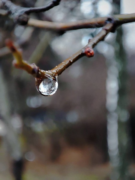 click for enlarge 960 X 1280 79.1 Kb