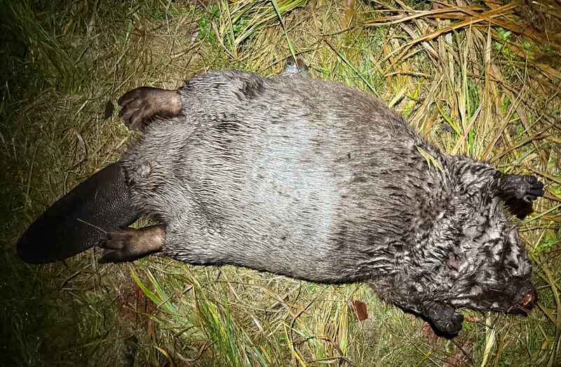 click for enlarge 1920 X 1258 293.6 Kb