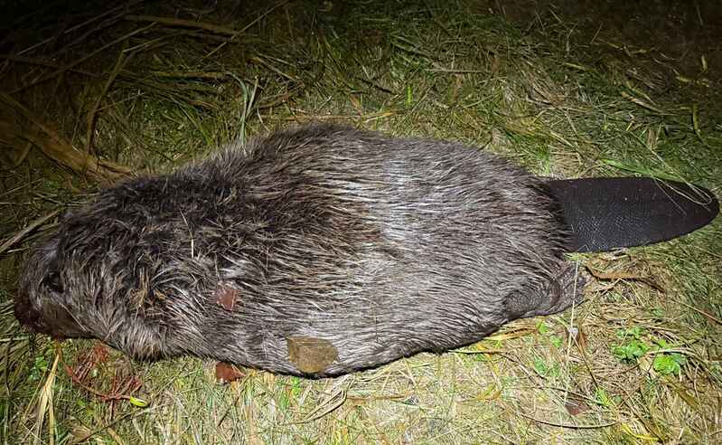 click for enlarge 1920 X 1183 281.0 Kb