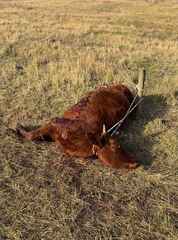 click for enlarge 951 X 1280 146.3 Kb