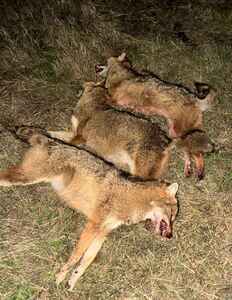 click for enlarge 990 X 1280 149.8 Kb