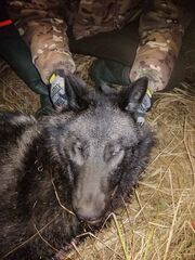 click for enlarge 960 X 1280 180.3 Kb