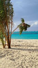 click for enlarge 722 X 1280 161.6 Kb