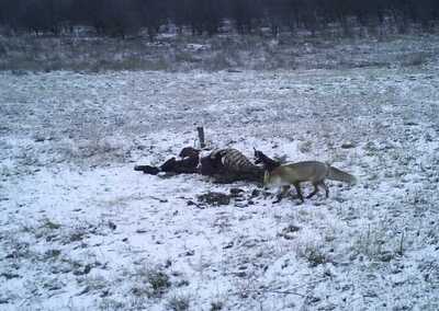 click for enlarge 1280 X 909 117.0 Kb