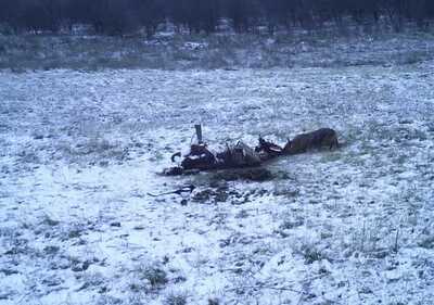 click for enlarge 1280 X 900 117.6 Kb