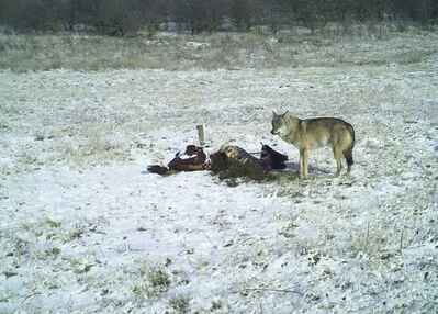 click for enlarge 1280 X 918 101.3 Kb