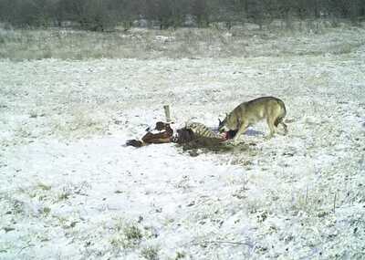 click for enlarge 1280 X 913 111.4 Kb