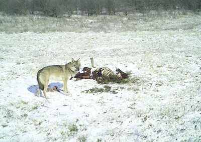 click for enlarge 1280 X 906 105.3 Kb