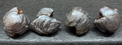 click for enlarge 1200 X 450 124.2 Kb