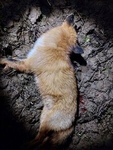 click for enlarge 960 X 1280 207.7 Kb