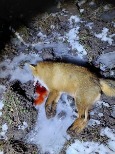 click for enlarge 960 X 1280 221.0 Kb